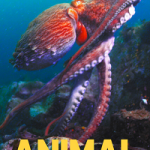 Animal 2021