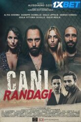 Cani randagi
