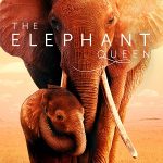 The Elephant Queen 2019